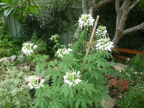 Cleome plants