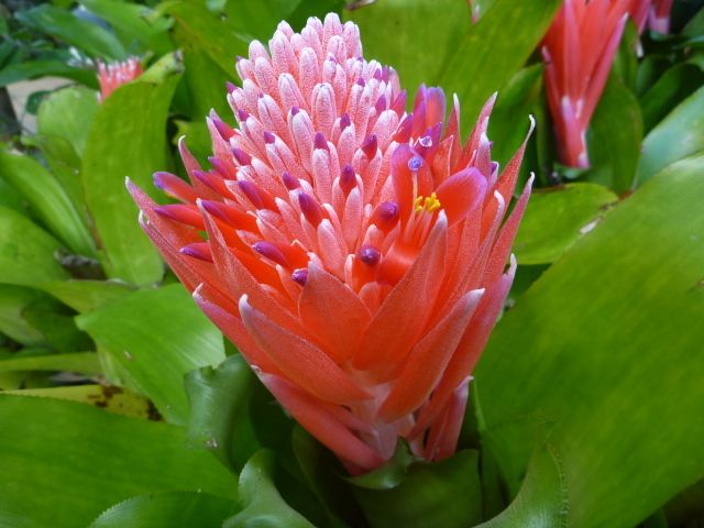 Bromeliads today