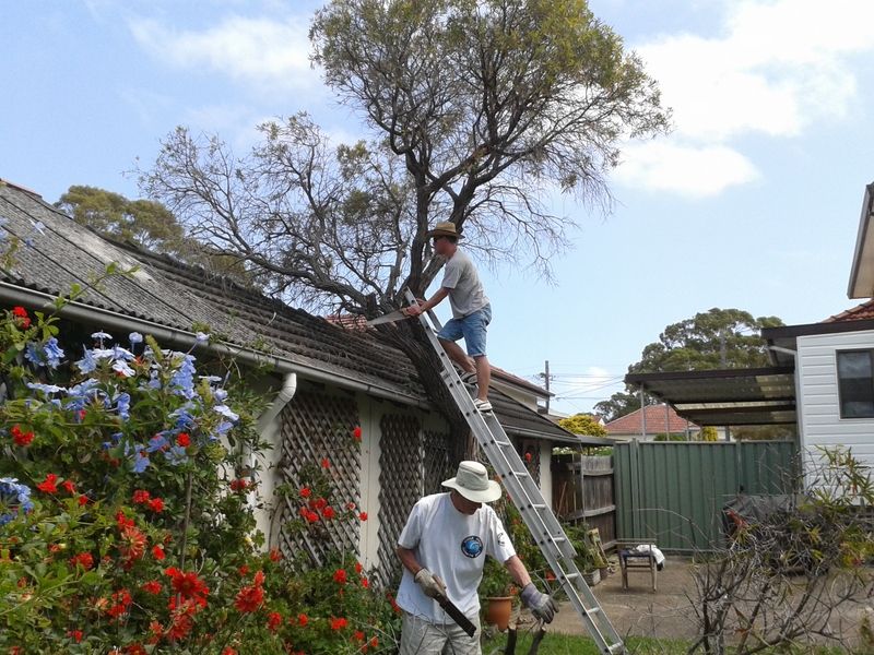 Felling of bottle-brush tree