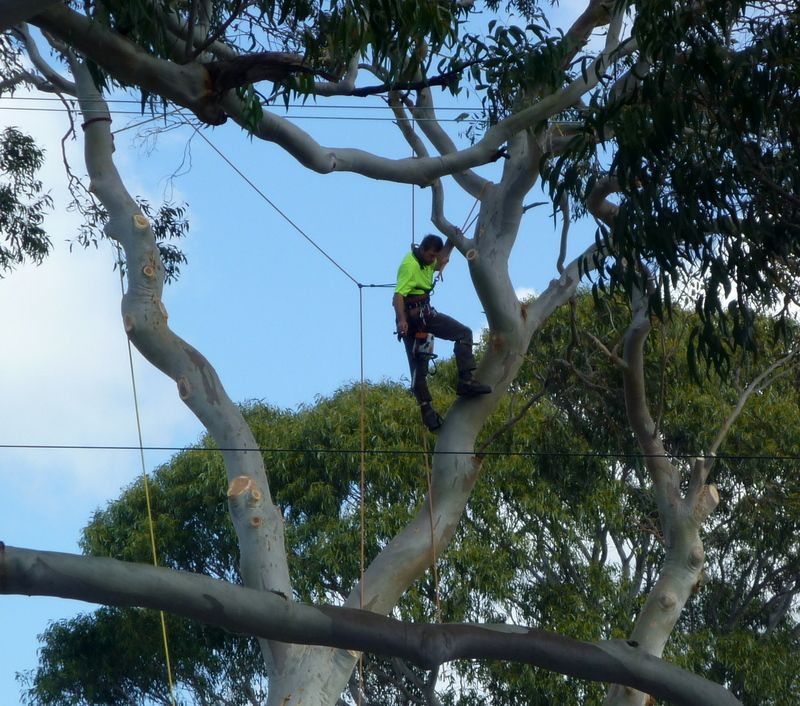 Tree felling