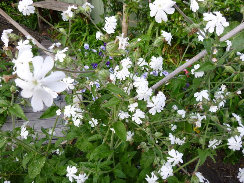 English wild flower?