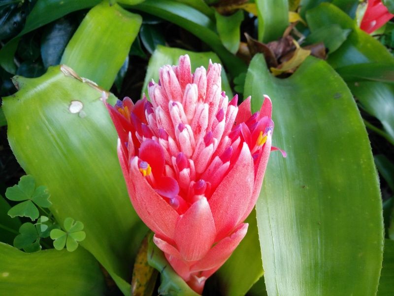 Bromeliad revival