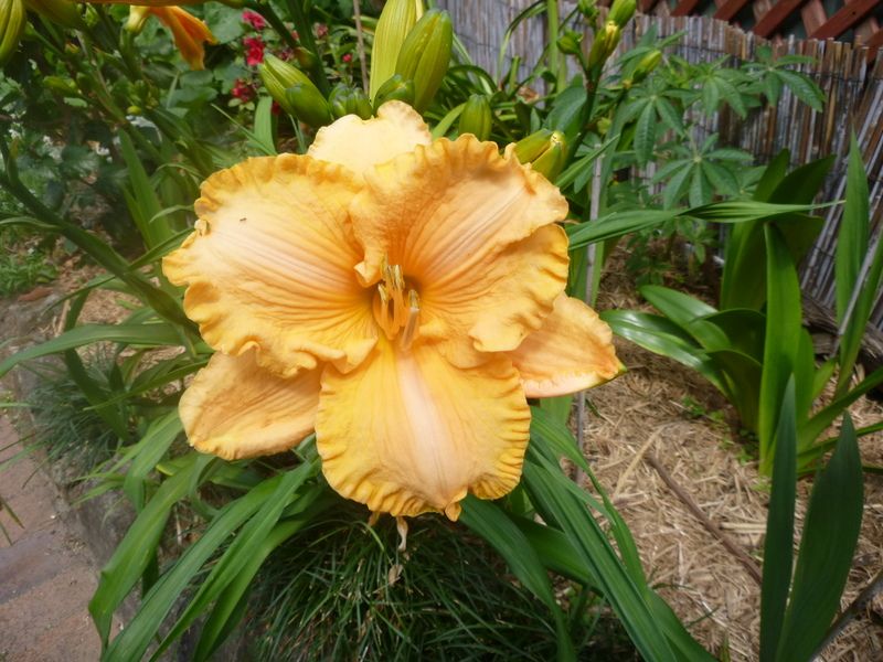 Lilies, hibiscus  and irises Oct 2017