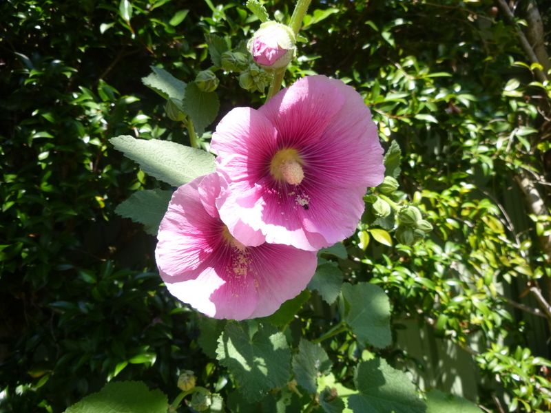 Garden blooms Dec 2017