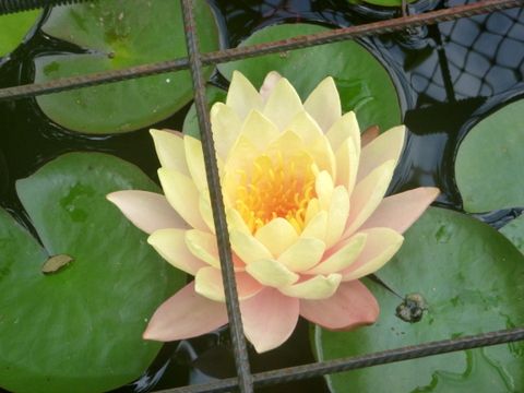 Latest water liliy bloom