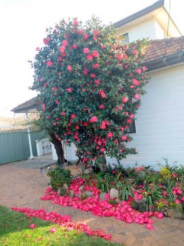 Red Camellia