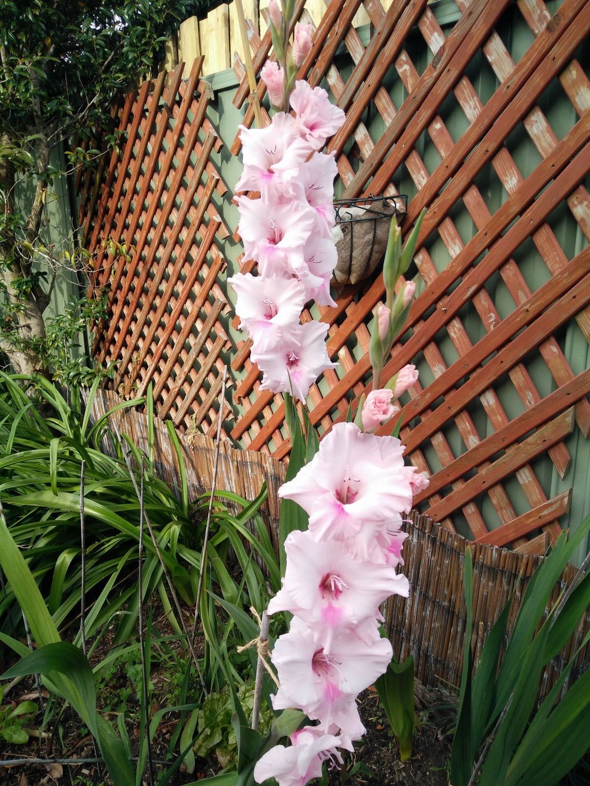 Gladioli in garden