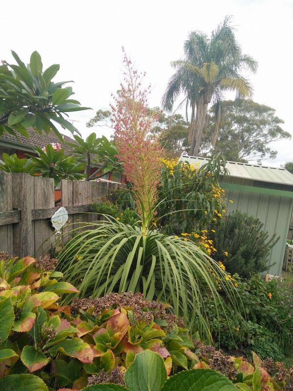 Pony Tail Palm
