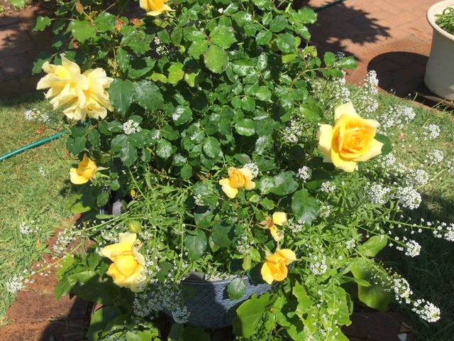 Some recent garden beds and blooms