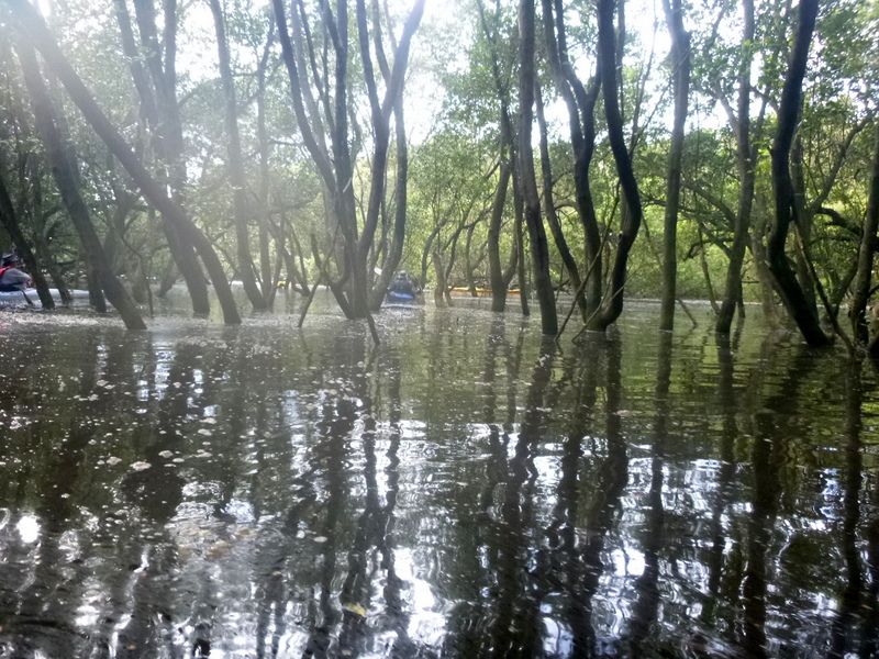 Lost in mangroves -again!