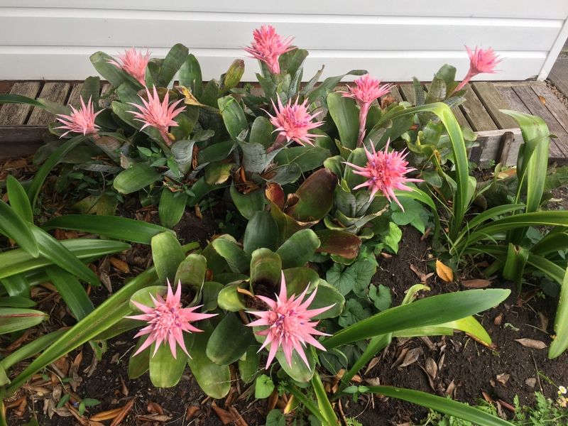 Bromeliads at last!