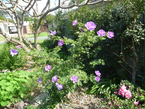 Flowers in Spring