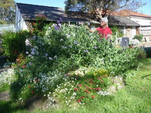 Mary's sweet peas