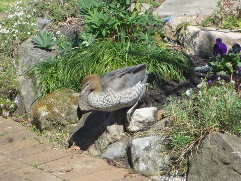 A duck in garden!