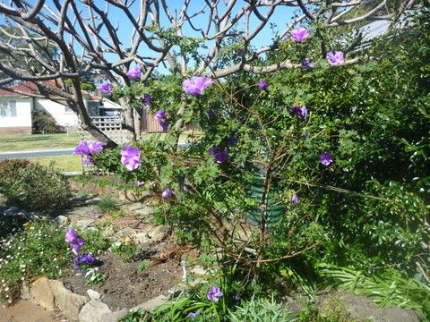 Garden and a coastal walk at Bundeena