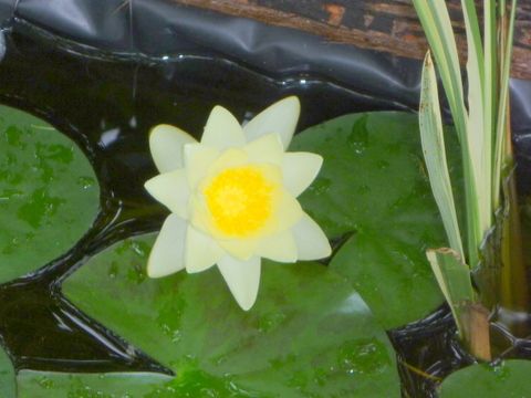 Pond lily flowers at last!