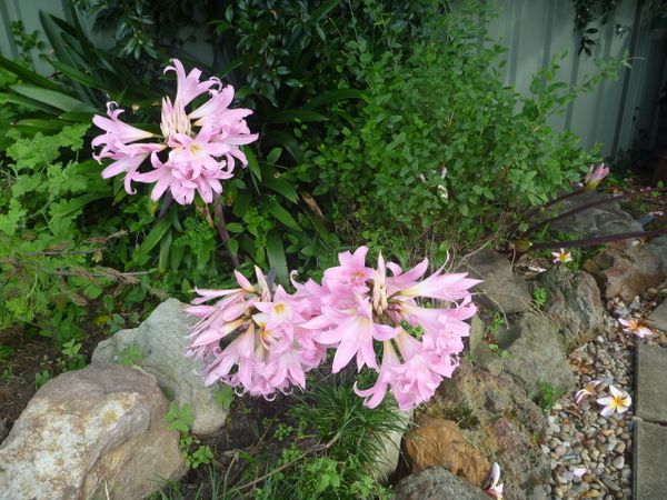Garden in February