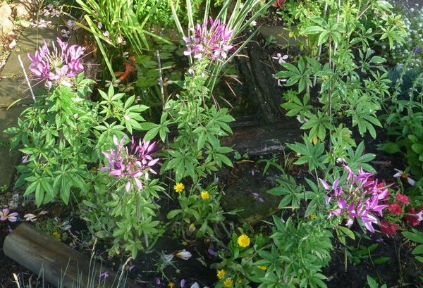 Garden flowers