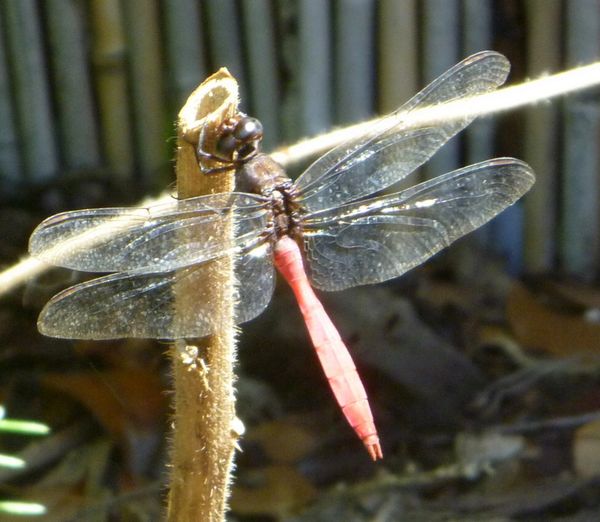 Return of Dragonfly!