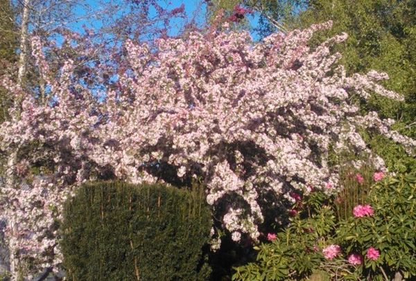Wentworth Falls in Spring