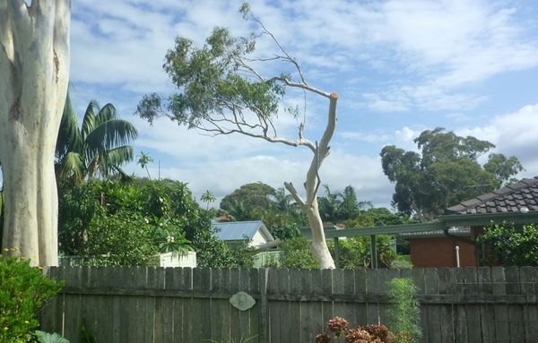 Tree felling gone wrong!