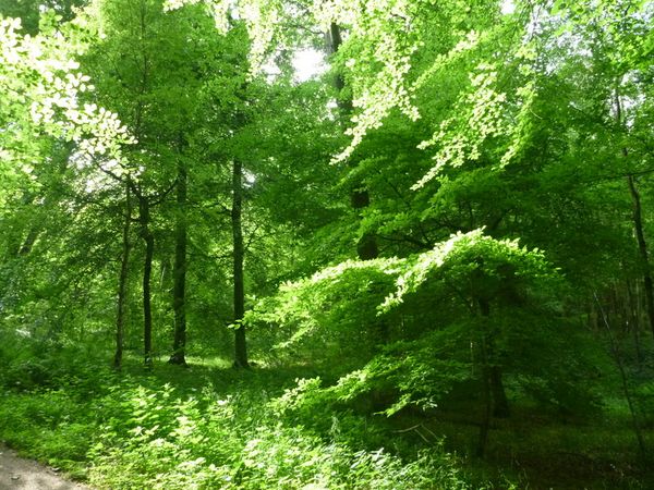 Walk to Great Missenden