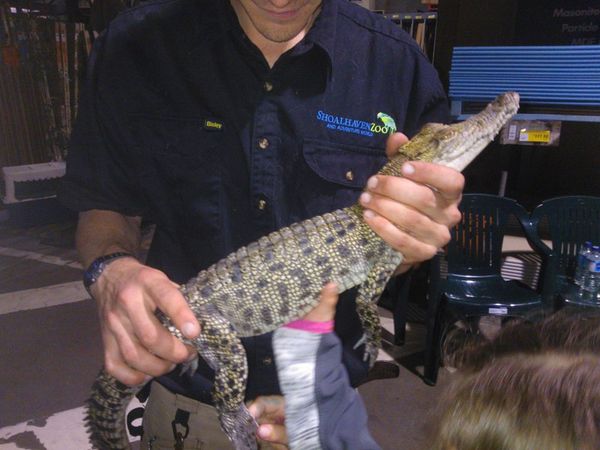 Reptiles and hardware