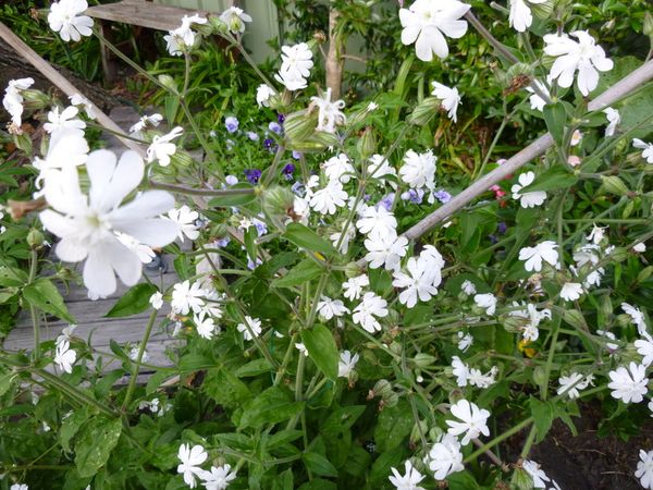 English wild flower?