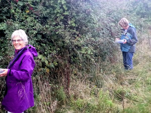 Blackberrying - Ashtead