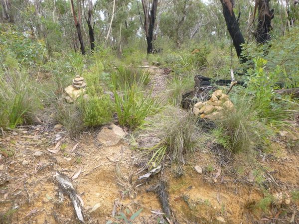 Band in Blue Mountains and a bush walk