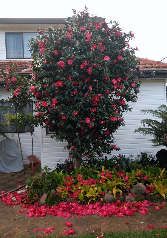 Camellia 2017