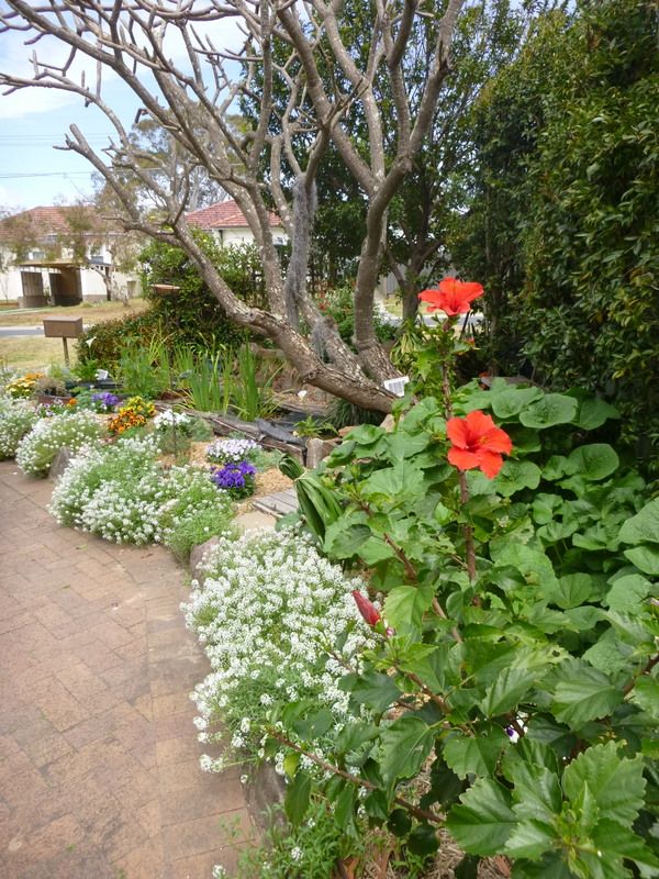 Front garden Oct 2017