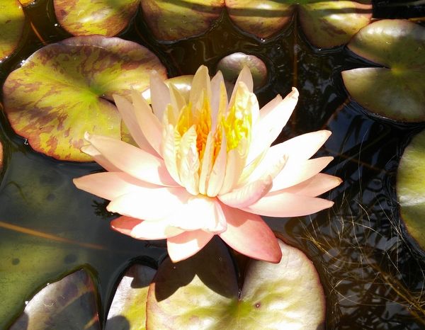 Pond lily 2017