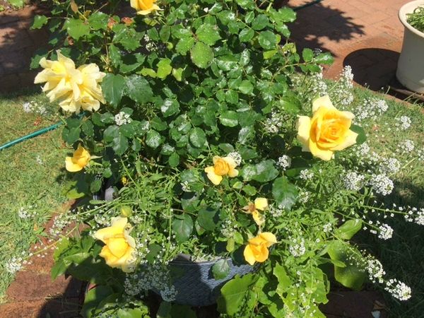 Some recent garden beds and blooms