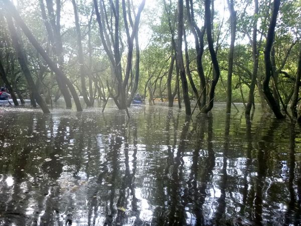 Lost in mangroves -again!