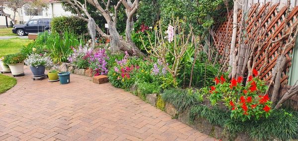 Front garden today