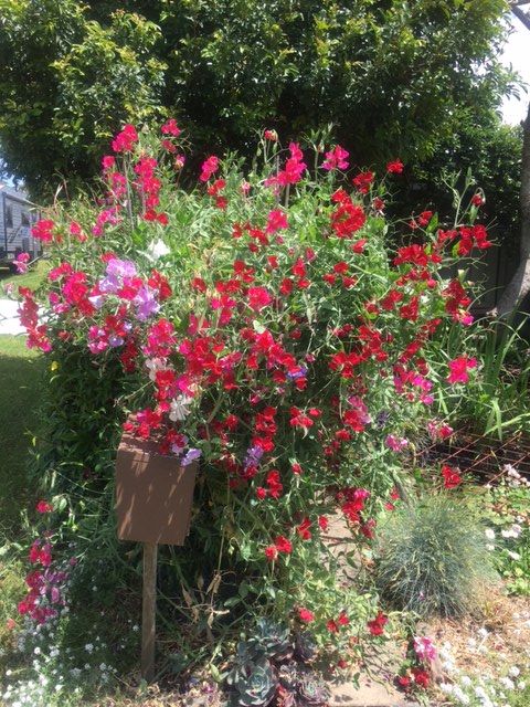 Garden November 2022