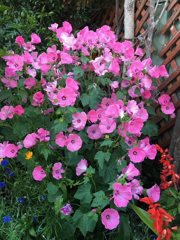 Garden flowers