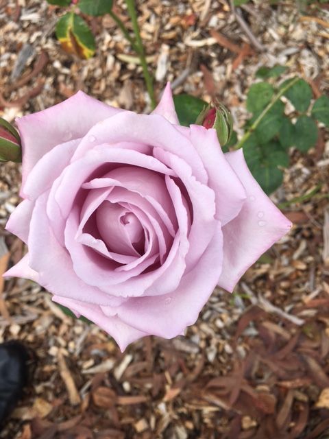 A rose is a rose is a rose.....