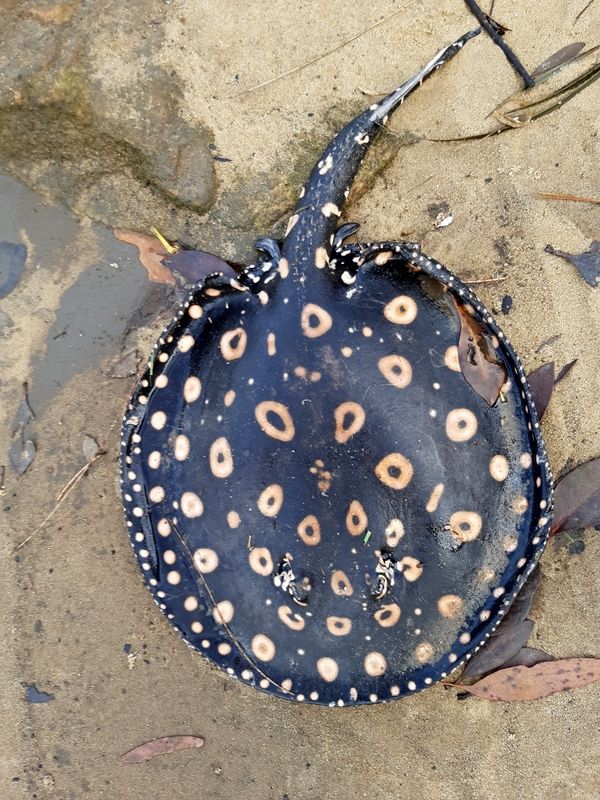 stingray