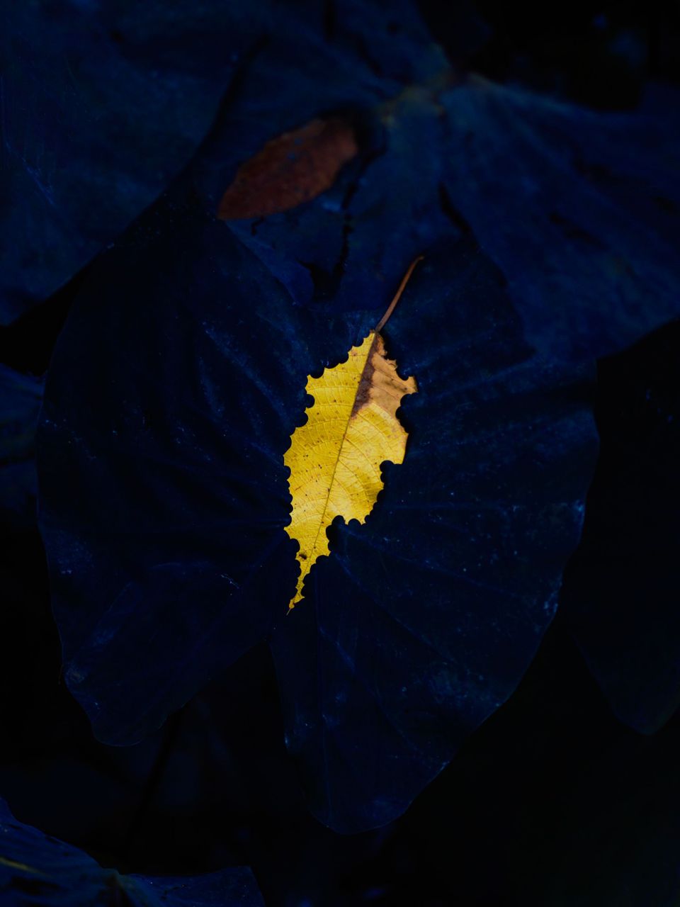 Where the Money Flows