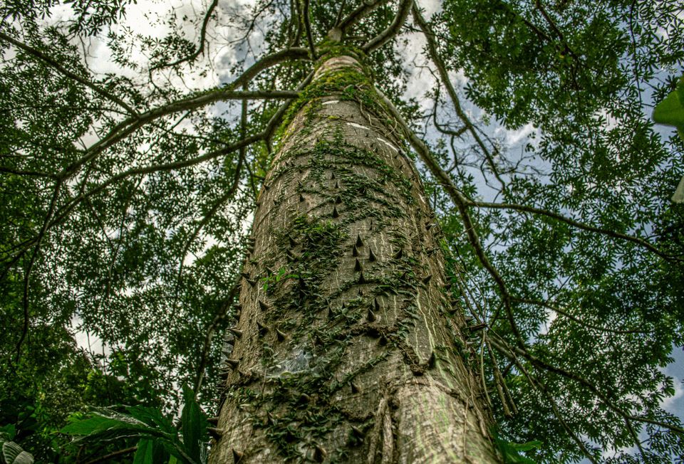 The Amazon's Oil Problem