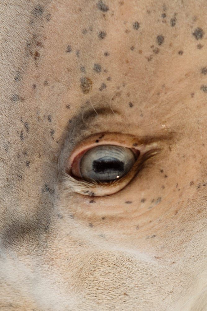 Party Like a Journalist