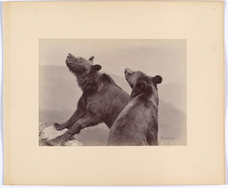 I Choose the Bear
