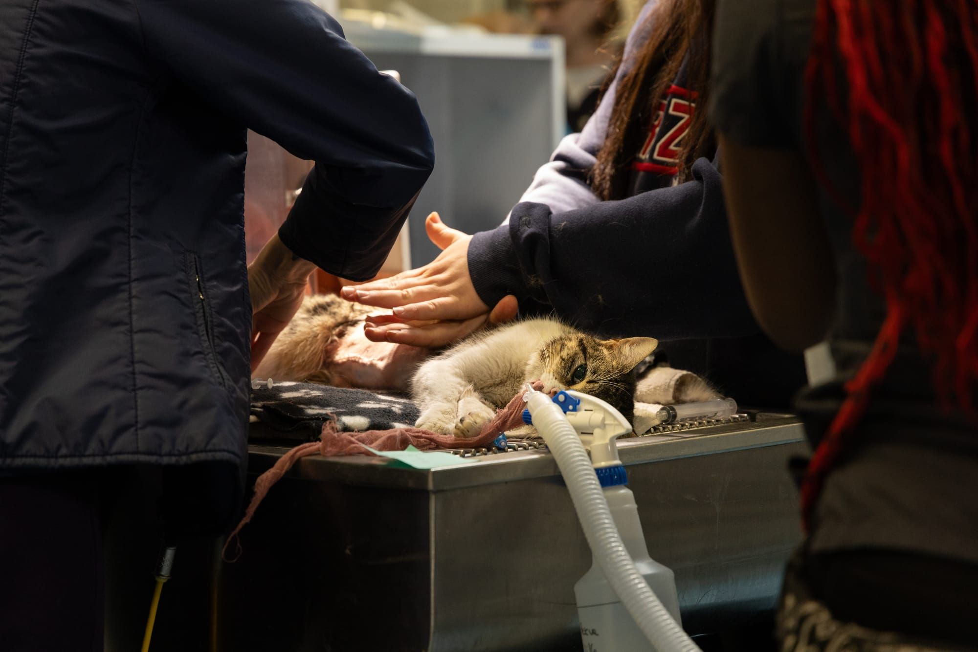 "Triage" (or, how a project began...)