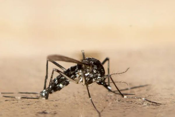 Zürich's Tiger Mosquito Problem Is Getting Bigger