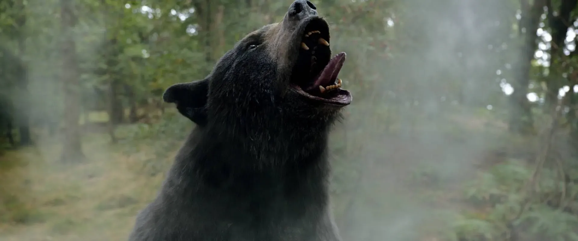 Cocaine Bear