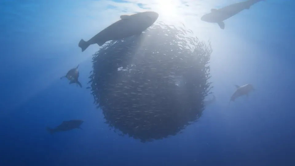 Gameplay image from the game Beyond Blue featuring thousands of fish gathered in a sphere as whales swim around it.