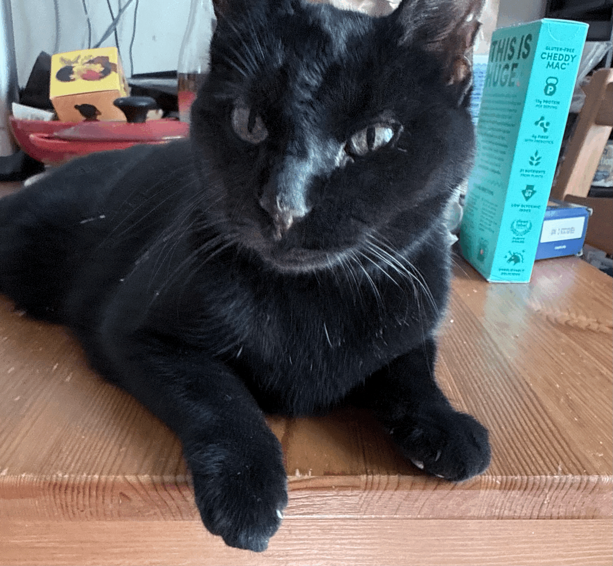 A pensive black cat on a cluttered kitchen table. 