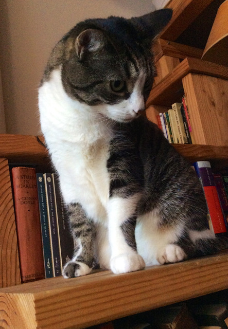  Orlando, a grey and white tabby cat, standing on a bookshelf-stair and looking majestic. 